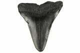 Fossil Megalodon Tooth - South Carolina #168171-1